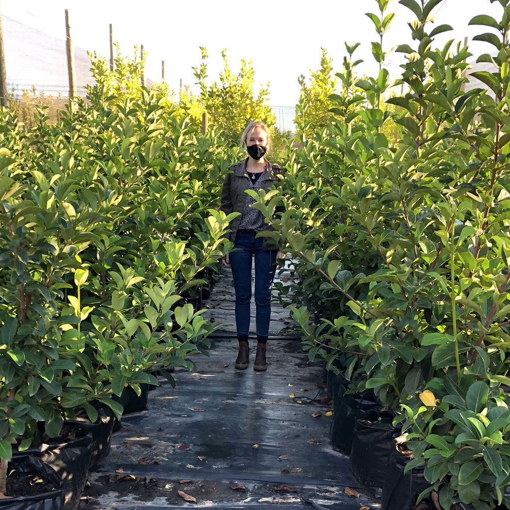 Viburnum odoratissimum