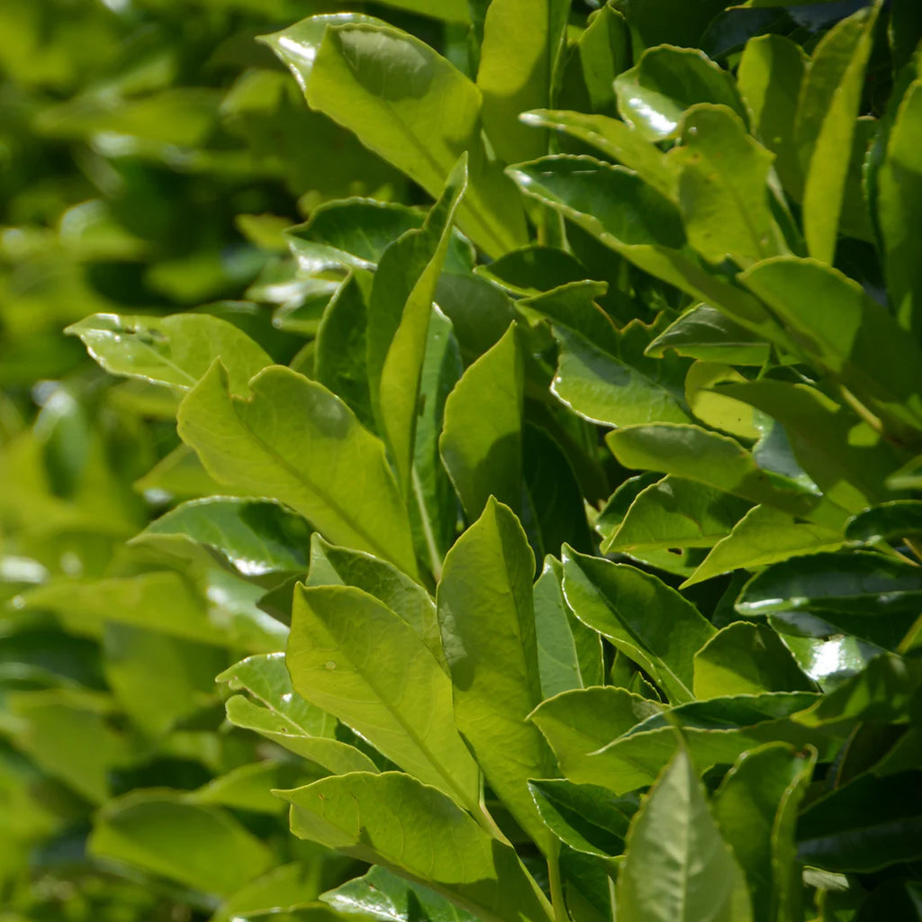 Viburnum odoratissimum