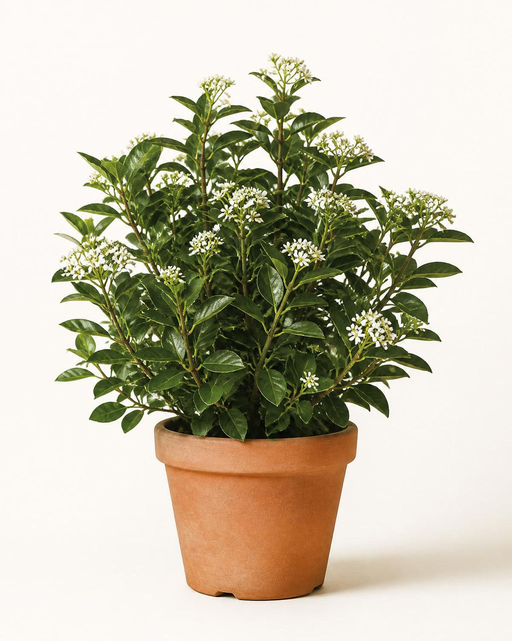 Viburnum odoratissimum (Sweet Viburnum) evergreen shrub in a terracotta pot